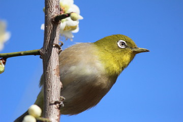 メジロと白梅