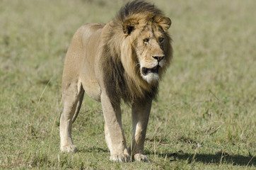 lion, ,panthera leo, Réserve ,Masai Mara, Kenya