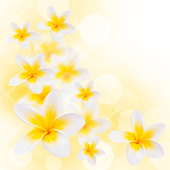 Fleurs de frangipanier, fond blanc carré