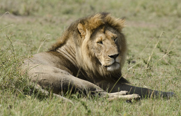 lion, ,panthera leo, Réserve , Masai Mara, Kenya