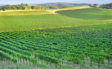 Fototapeta na wymiar Panoramiczny widok z winnicy w zielonej Toskanii