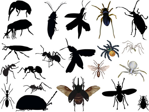 bugs and other insects collection on white