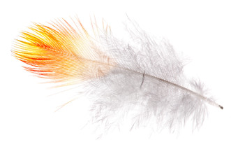 single feather with orange edge