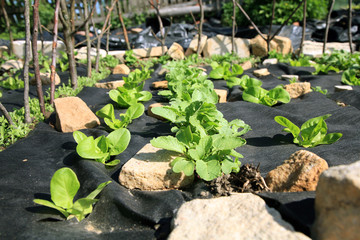 Building a vegetable and herb formal garden.
