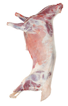 Sheep carcass