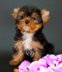 puppy of a Yorkshire terrier