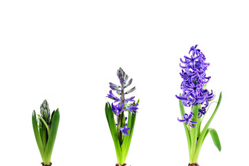 Fototapeta na wymiar Violet flowers(hyacinth) on white