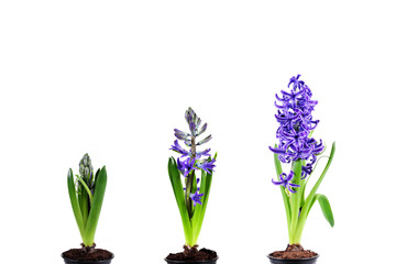 Fototapeta na wymiar Violet flowers(hyacinth) on white