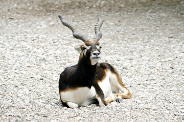 antelope lying down resting on a stone fence