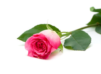 Fototapeta premium pink rose on a white background
