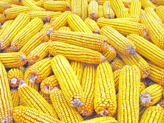 many yellow yellow corn