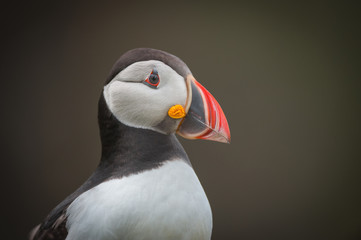 Atlantic Puffin Portrait.