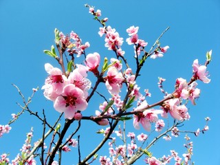 flower of cherry tree in spring