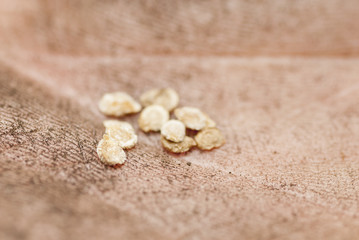 Sowing Tomato Seeds into Soil.