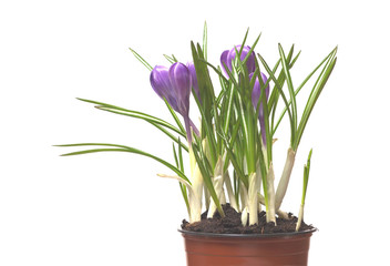 Pink crocuses flowers in brown pot isolated on white