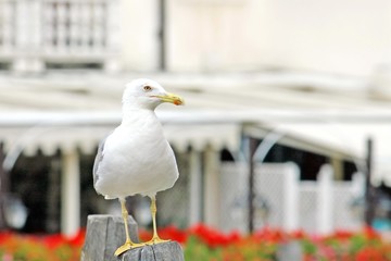 Seagull with  beak waiting to stand out in flight