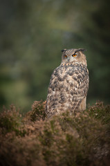 European Eagle Owl