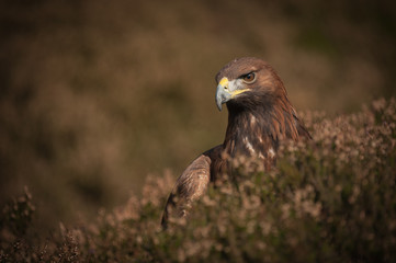Golden Eagle
