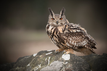 European Eagle Owl