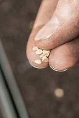 Sowing Tomato Seeds into Soil.