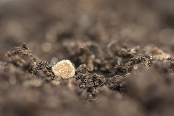 Tomato Seed Nestled in Soil.