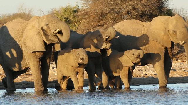 African elephants drinking water, Etosha National Park