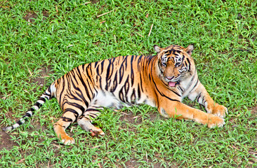 Tiger, portrait of a bengal tiger.