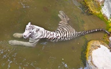 Fototapeta na wymiar Biały tygrys w wodzie, Java, Indonezja.