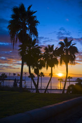 Fototapeta na wymiar Palm trees silhouette at sunset, Gran Canaria, Spain