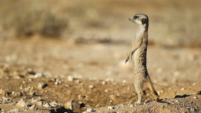 Alert meerkat standing on guard, Kalahari desert