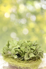 grüne hortensien und bokeh