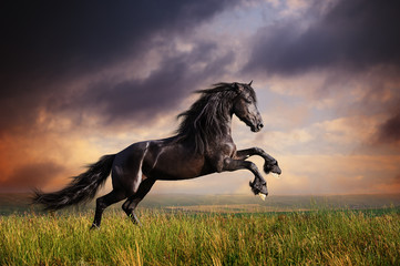 Black Friesian horse gallop