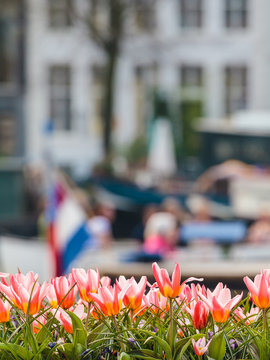 Tulips in front of an Amsterdam canal