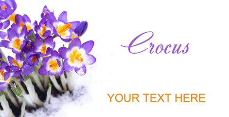 Early spring flower Crocus for Easter