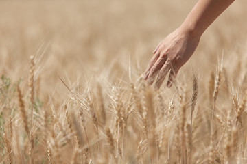 Man's hand holding a spike on the background field