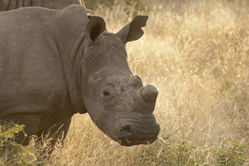 Obraz premium Rhinoceros