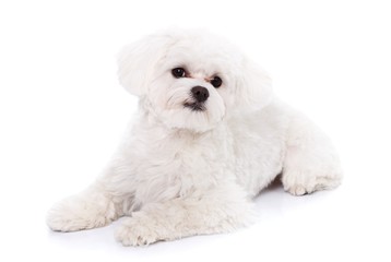 Portrait of a cute puppy