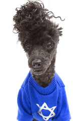 Hanukkah Sweater On Poodle