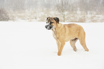 Brown cane corso dog puppy in winter landscape