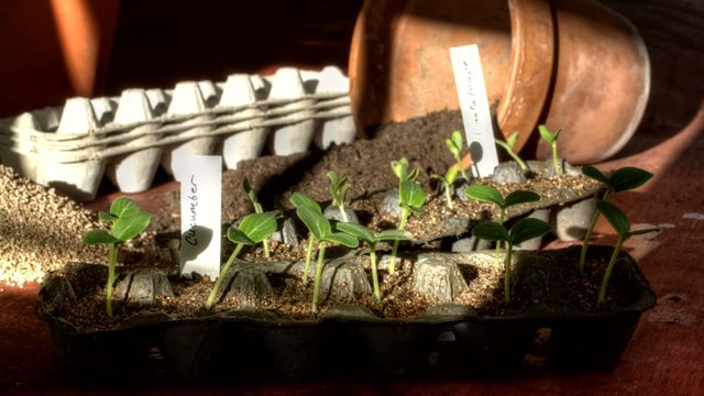 Time lapse gardening table with seedlings