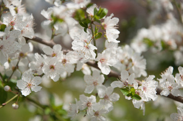 spring flowers on tree