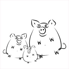 Schweine - bio - Fleisch
