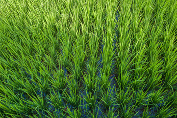rice field of bali, indonesia