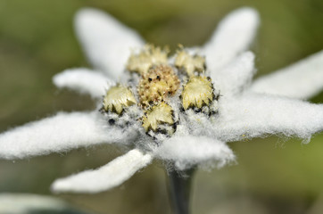 Macro of edelweiss flower
