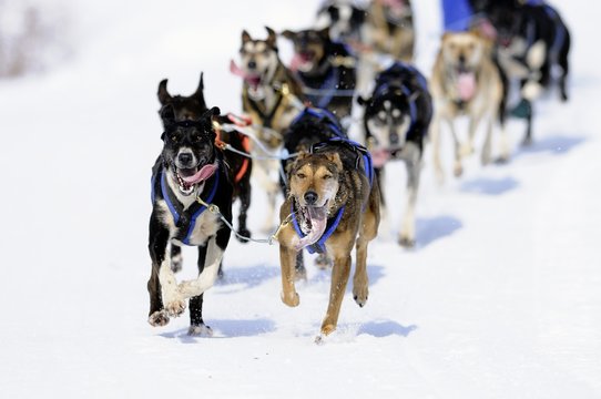 Dogs running in the snow