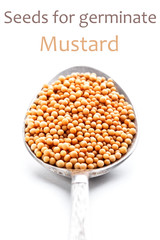 Mustard seeds