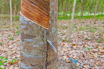 Rubber plantation in Thailand