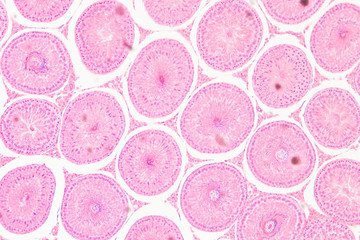 microscopic section of Testis T.S tissue