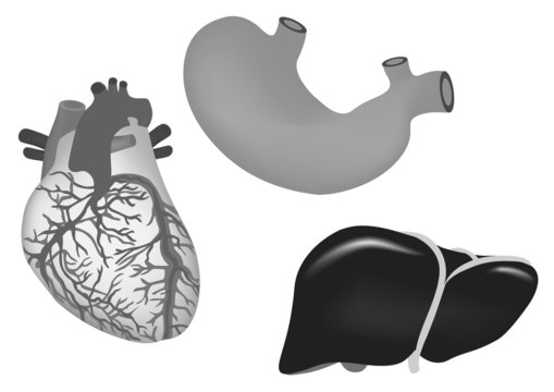 human organs. human heart, stomach and liver