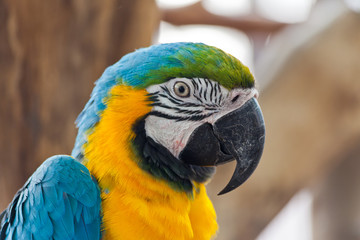 Blue and Gold macaw, Scientific name 